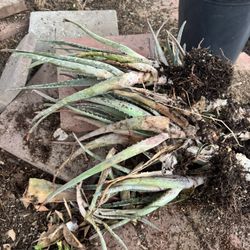 Free Aloe Vera Sábila 