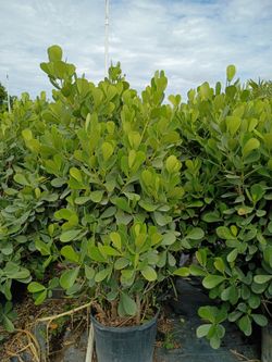 Huge clusias about 7 feet tall instant privacy hedge for fence