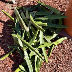 Condor Dragon Fruit Cuttings