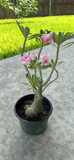 Double Pink Desert Rose Plant