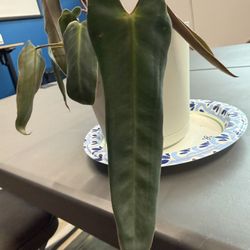 Spiritus Sancti Philodendron A