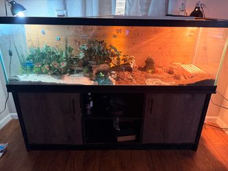 Large Glass 125 Terrarium Tank with Leopard Gecko and  Stand