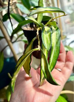 Hoya Kentiana variegated