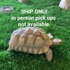 Poppy Turtle 