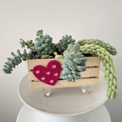 Mini Succulent Wooden Planter | Elegant Desk Decor