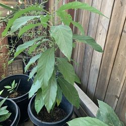 Big Organic Avocado In 19 Gallon Pot 