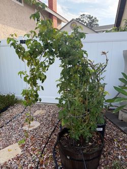 Raspberry Cream Twirl Own-Root Climbing Rose Plant in a wooden barrel planter