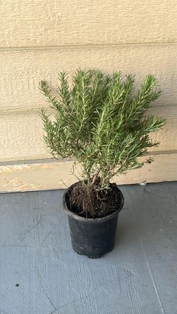 Organic Rosemary Plant