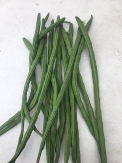 Moringa sticks