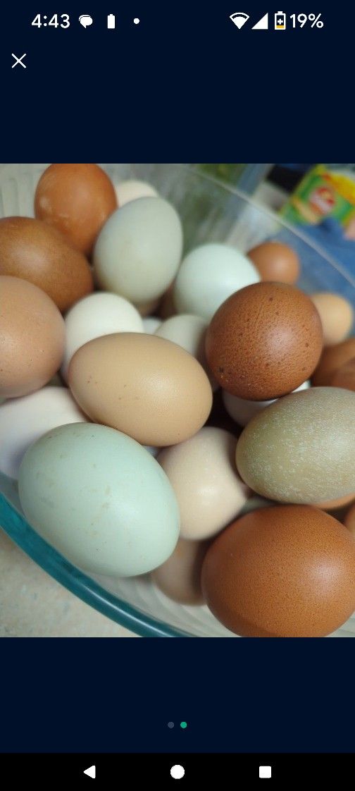 Fresh Eggs Free Range And Organic