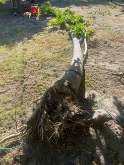 Mature 18' Papaya Tree w/ Full Root Ball – Make an Offer!