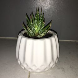 Cute Potted Succulents