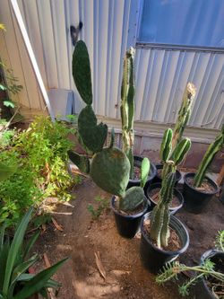 Nopal cactus