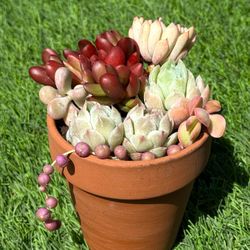 4” Succulent Arrangement 🪴