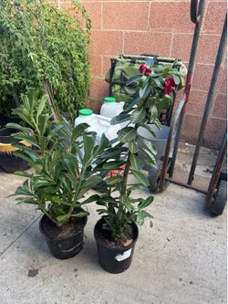Desert rose 55$ each