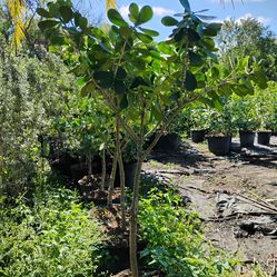 Clusia trees 15gl $110