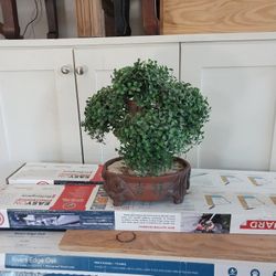Artificial  Bonsai
