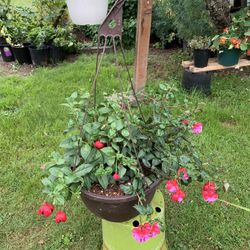 Outdoor Plant