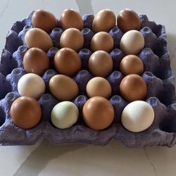 Eggs