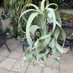 Huge Curly Slim Airplant !