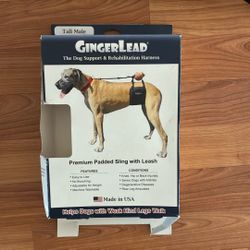 Ginger Lead, Tall Male Dog.  Rear Support Straps