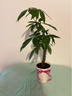 Money tree💵💰💸