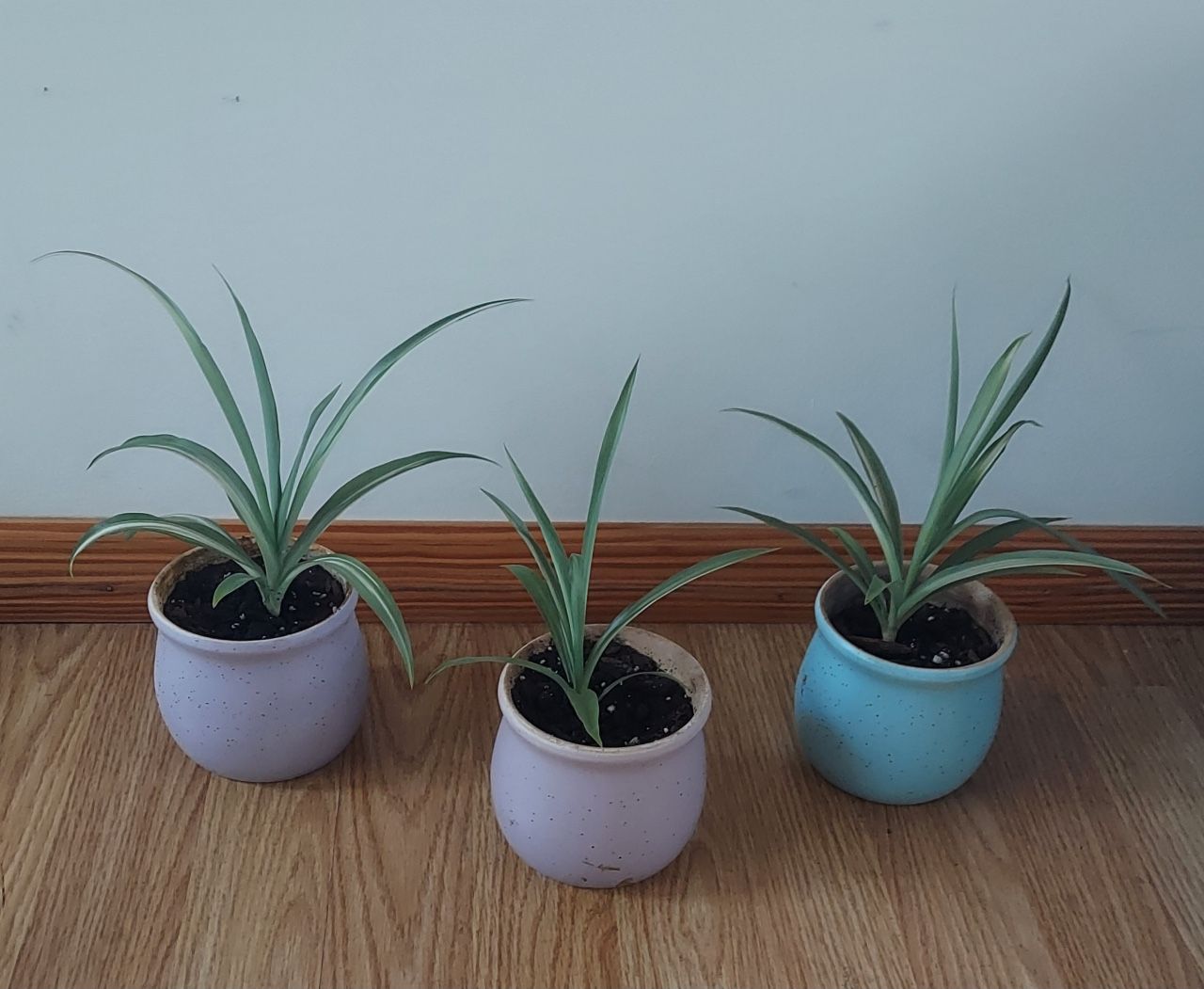 3 Spider Plants Great For Offices and Indoor Gardens. 