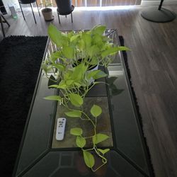 We Are Downsizing 