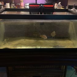 55 Gallon With Accessories 