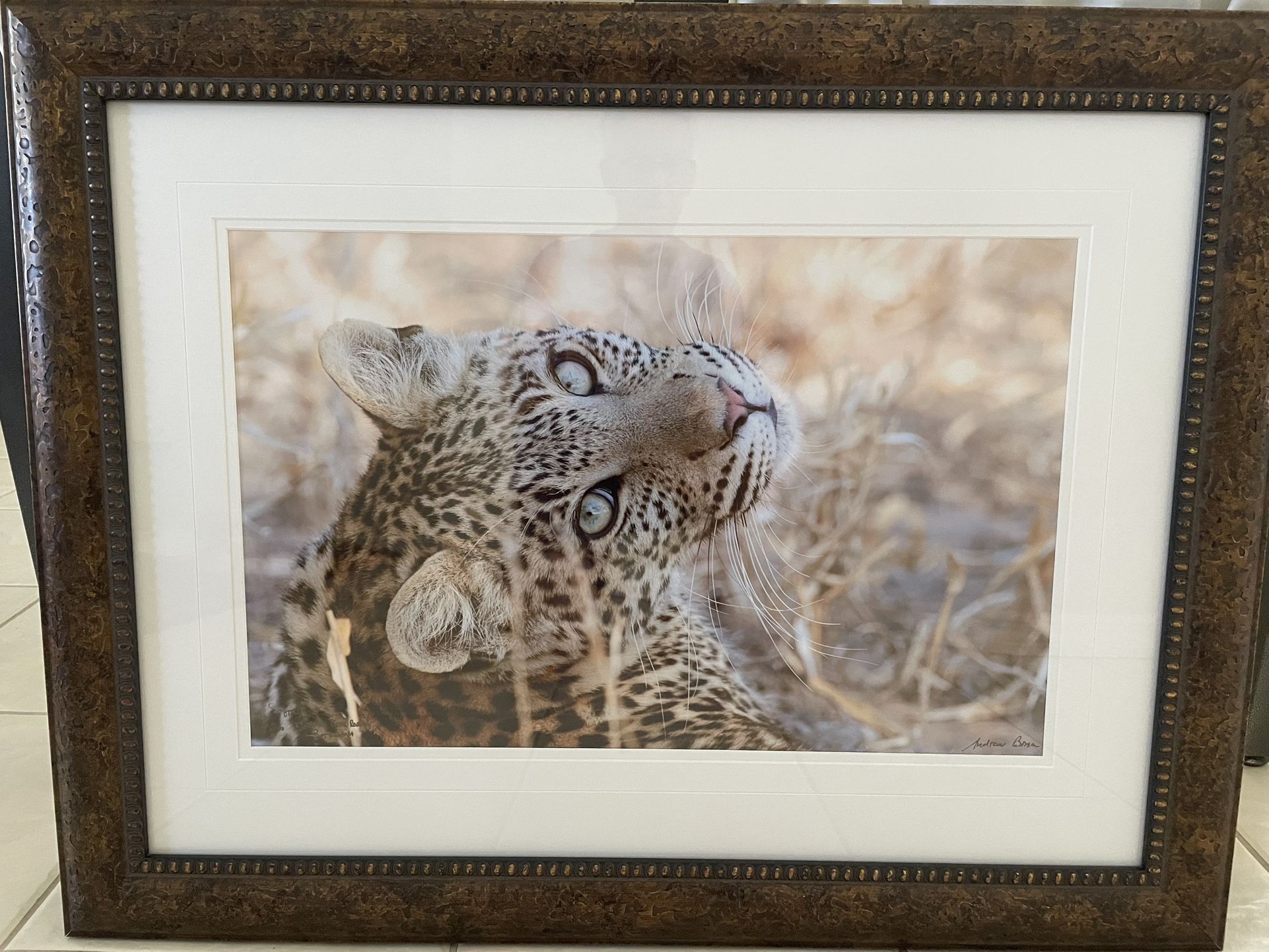 Leopard Print