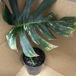 Monstera Albo Cutting