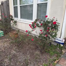 Free Red And Coral Knockout Roses Cuttings Clippings For Propagation 