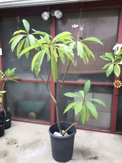 Pink Plumeria, over seven years old, 6 feet tall