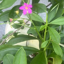 Surinam Spinach Available Full Pot