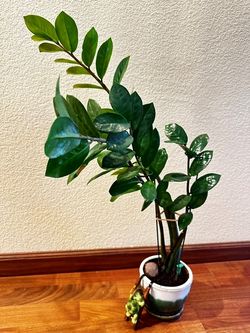 Large ZZ Plant 30" Tall - Low Light Office Plant - In Ceramic 5” Pot + Turtle decoration