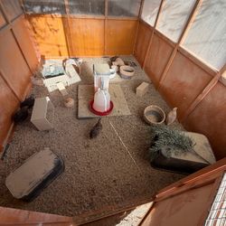 Coturnix quail coop / quail cage