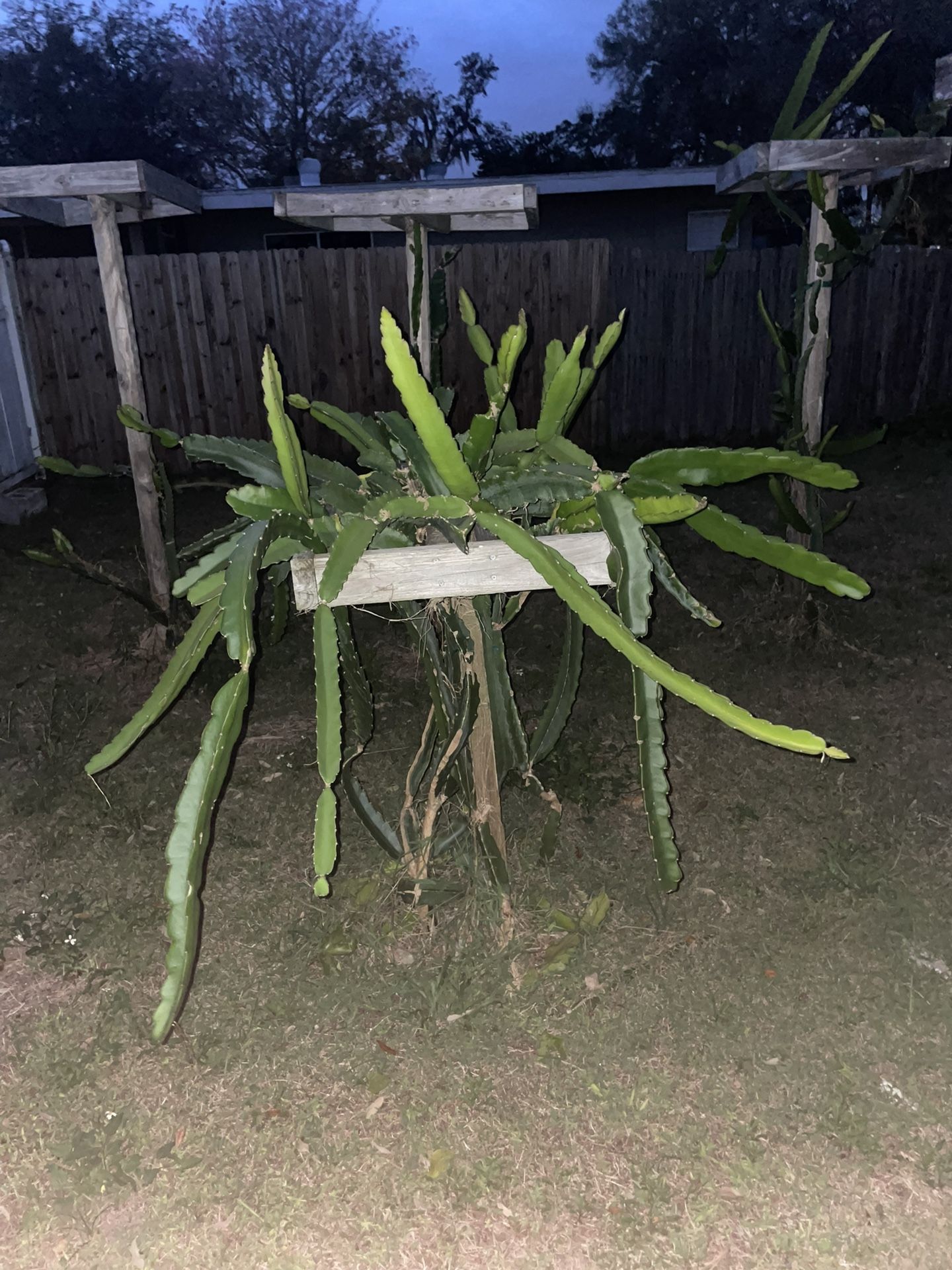 Dragon Fruit Pots/Cuttings