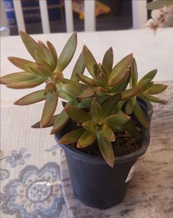 $2.00 succulent