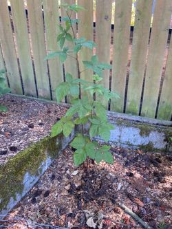Ebony King Blackberry Plant – $25 OBO