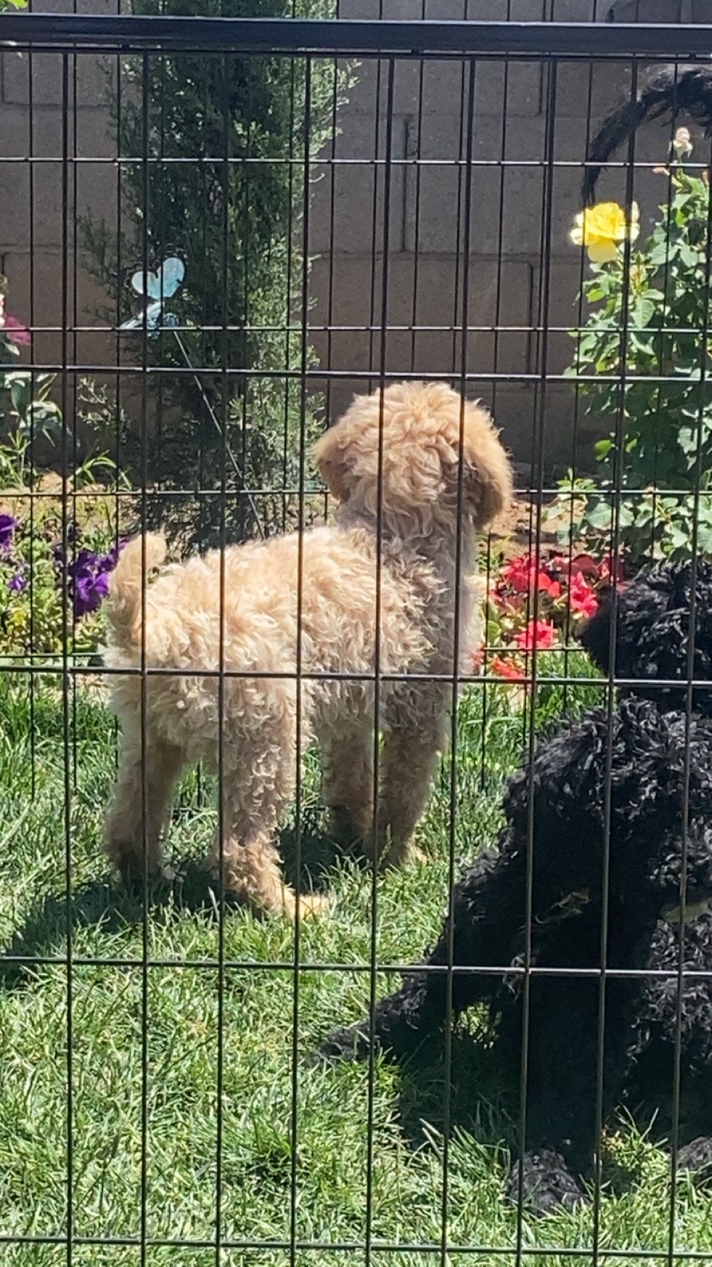 Pet Gate