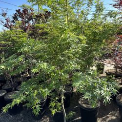 Green Maple