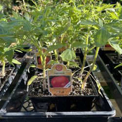 Tomatoes Seedlings, Pack Of 6 Plants