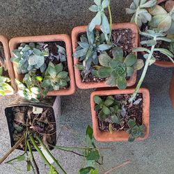 Assorted Plants Package Deals 
