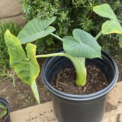 Elephant Ear Plant