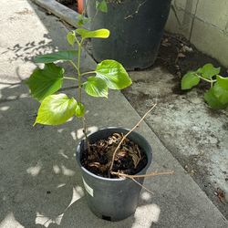Pakistani Mulberry blossoms Fruit Tree