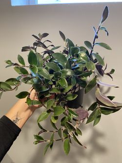 Multiple Varieties of Wandering Jew