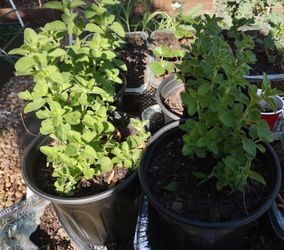 Oregano Plants