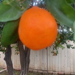 Oranges Ready For Juice