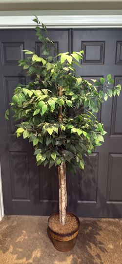 Large Artificial Ficus Tree