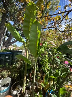 Banana plant